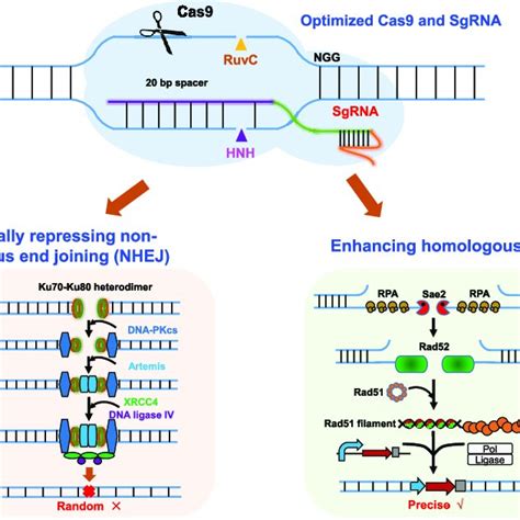 Optimization Of Grna Expression For Improving Genome Editing Efficiency