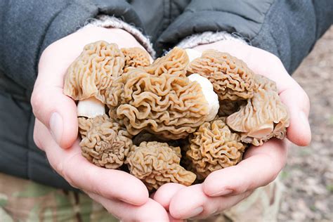 Morels