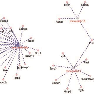 The Mirnamrna Interaction Network Of Mir Mir B Mir Mir A