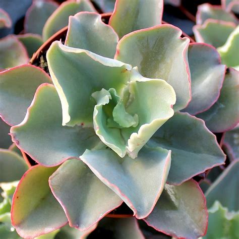 Echeveria Giant Blue Mountain Crest Gardens™