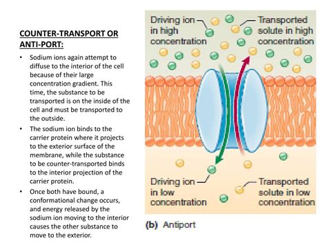 Ppt Transport Across Cell Membrane Ii Guyton 12 Th Ed Chapter 4