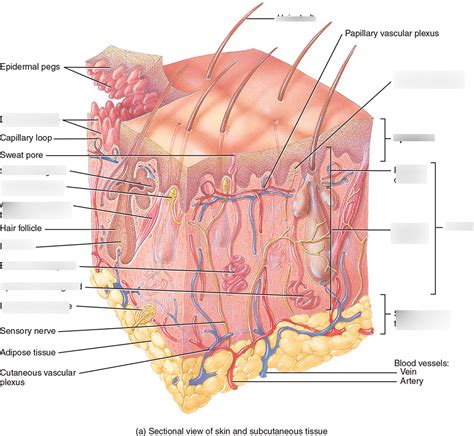 Ch 5 Skin Hair Diagram Diagram Quizlet