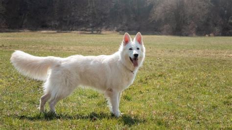 Cómo cuidar el pelo de un Pastor Blanco Suizo Blog de ADOPTA un Animal