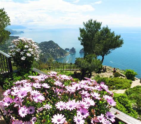 The Beautiful Capri Island Stock Image Image Of Flower 200550663