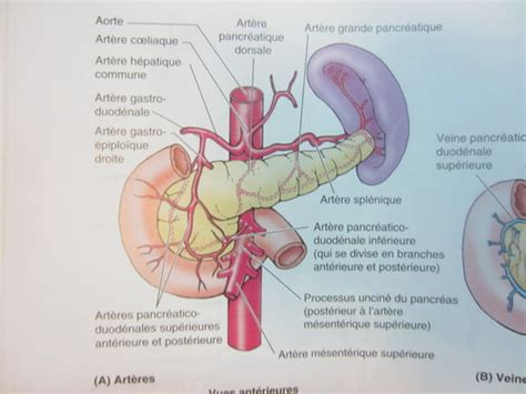 Duod Num Et Pancr As Flashcards Quizlet