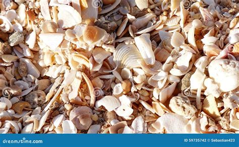 Crushed Seashell Background Royalty Free Stock Photo CartoonDealer