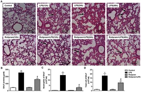 Effects Of Rolipram On Lps Induced Lung Injury A Representative