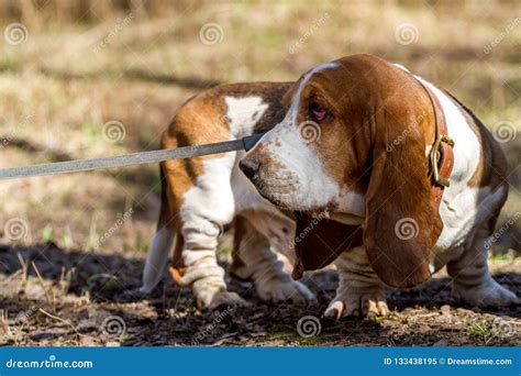 贝塞猎狗，小猎犬狗品种，助长在英国 库存图片 图片 包括有 额嘴 森林 狩猎 精华 交配动物者 133438195