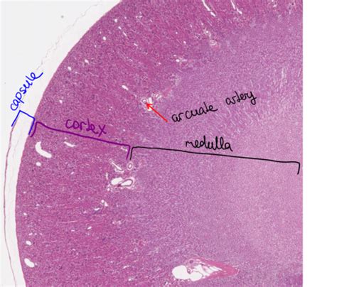 Urinary System Histology Flashcards Quizlet