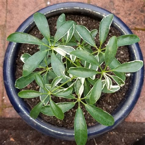 Schefflera Arboricola Moondrop Dwarf Umbrella Tree Moondrop In