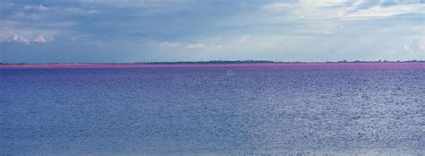 Sasyk Sivash Salt Lake With Pink Water Stock Photo Image Of