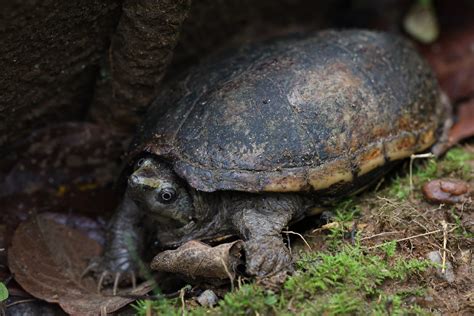 Striped Mud Turtle Kinosternon Baurii Central Georgia Noah K