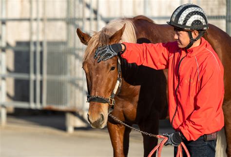 牧場で働くには？競走馬と生きるには？先輩にイチから聞いてみました｜マイナビ農業