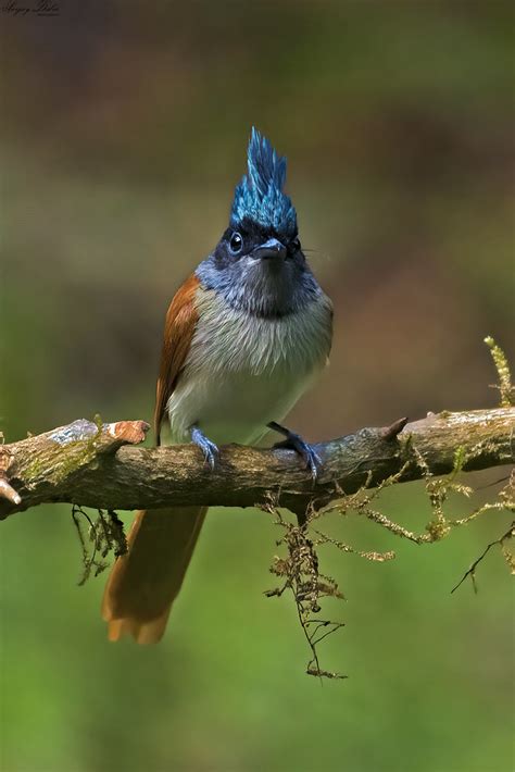 Indian Paradise Flycatcher Female 1 Indian Paradise Flycat Flickr