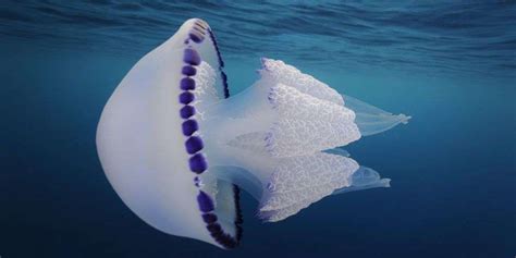 La Medusa Polmone Di Mare Rhizostoma Pulmo Il Giornale Dei Marinai