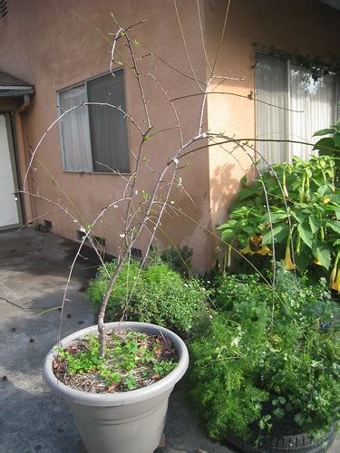 Santa Rosa Dwarf Plum Tree In Bloom Michelle Selvans Flickr