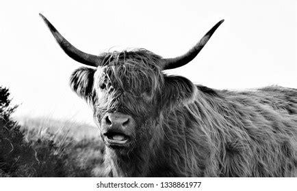 Highland Cattle Black White Stock Photo (Edit Now) 1907259733