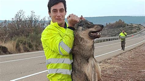 Un Ret N Contraincendios De Castilla Y Le N Atropella A Un Lobo Ib Rico