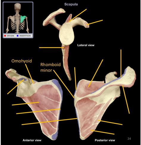 Scapula Muscle Attachments Diagram | Quizlet