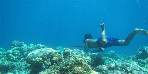 Do Dogs Know To Hold Their Breath Underwater