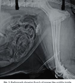 PDF Surgical Management Of Urolithiasis In A Male Labrador A Case