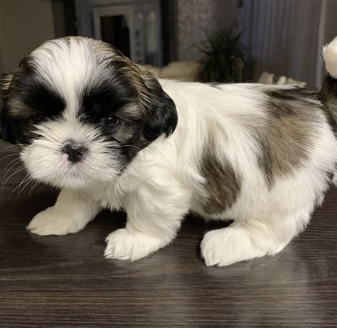 Shih Tzu Puppies For Sale Waco Tx Petzlover