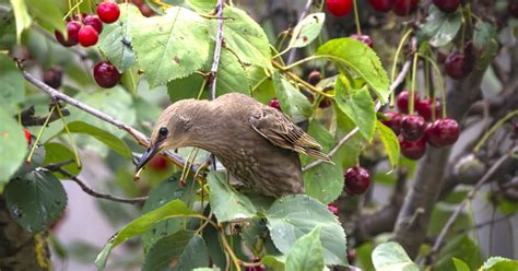 Comment Loigner Efficacement Les Oiseaux De Son Cerisier Sans D Penser