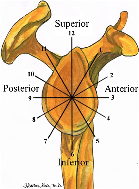 Anatomy Anatomic Variations And Pathology Of The 11 To