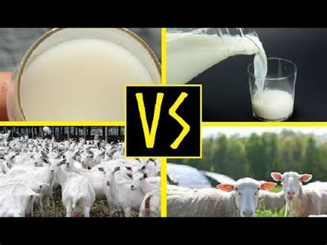 Sheep Vs Goat Milk Historical Seasonal Perspective Youtube