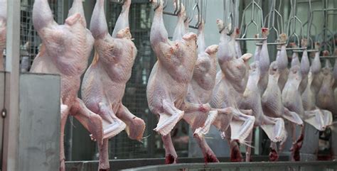 Aviculture Des abattoirs nouvelle génération voient le jour Aujourd