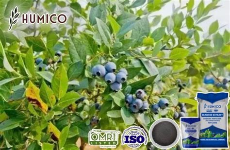 Benefits Of Seaweed Extract Fertilizer For Blueberries Humico