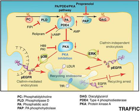 Phosphatidic Acidpka Signaling Regulates P And Erk Functions In