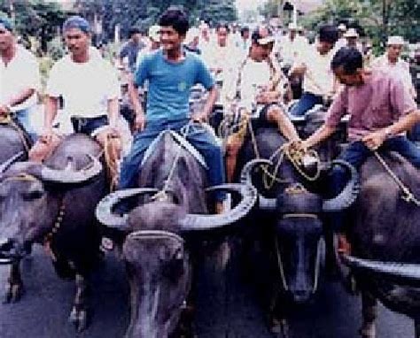 The Carabao Festival in Bulacan - Where Carabaos Kneel in Front of the ...