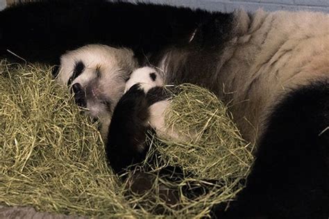 Twins Pictures Of Atlantas Baby Pandas Live Science