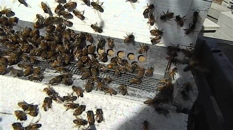 Beekeeping 2015 Feeding The Bees Youtube