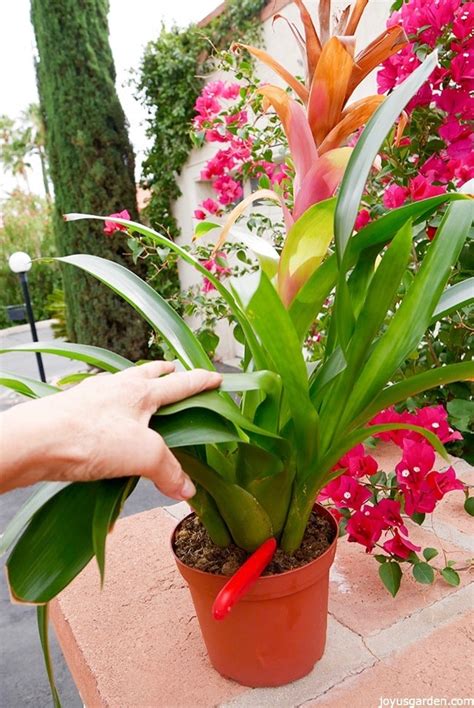 Propagating Bromeliads How To Remove And Pot Up Bromeliad Pups