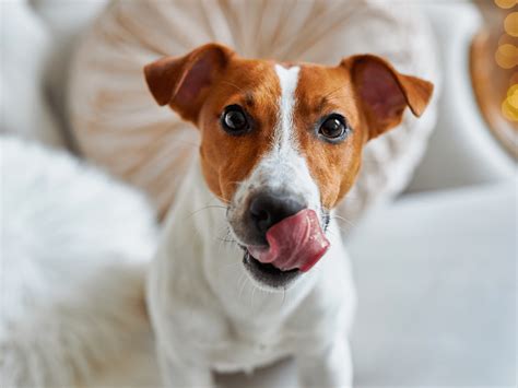 Waarom Likt Een Hond In De Lucht Ontdek De Grappige Redenen