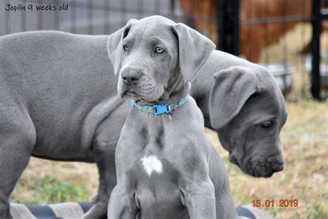 Great Dane Breeders Australia | Great Dane Info & puppies