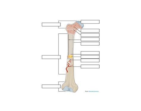long bone labeled Quiz