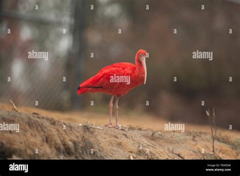 Scarlet Ibis Eudocimus Ruber Forages For Food At Sylvan Heights Bird