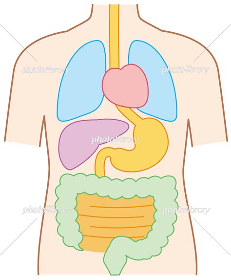 簡易的な内臓のイラスト 重なる内臓省略 イラスト素材 7281956 フォトライブラリー Photolibrary