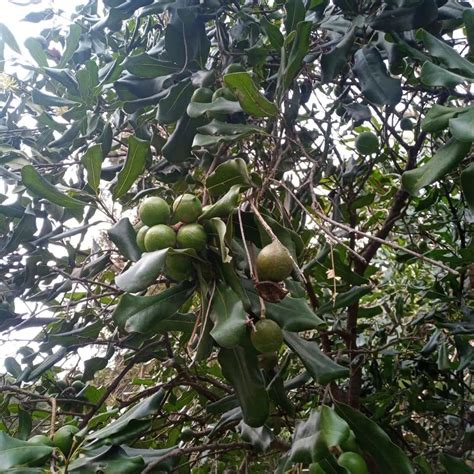 Macadamia Ternifolia Seed Oil Ingredient Inciguide