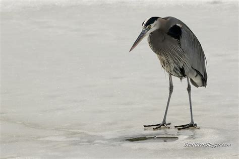 Tips For Photographing On The Bear River Migratory Bird Refuge