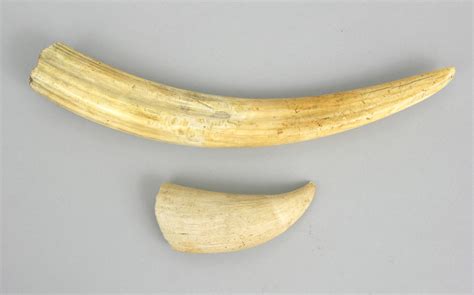 Antique Walrus Tusk And Sperm Whale Tooth Ca 19th Century 092207