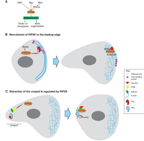 Pip K And Ptdins P Are Involved In Processes Requiring Actin