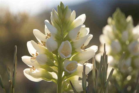 38 Flowers That Grow in the Desert: Discover Remarkable Desert Blooms ...