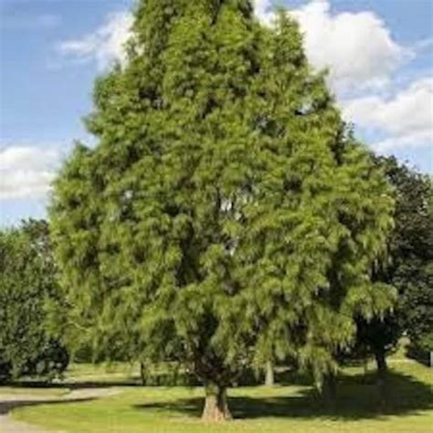 Bald Cypress Tree Seeds Etsy