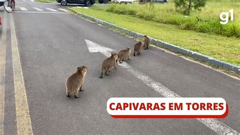 V Deo Grupo De Capivaras Registrado Ao Atravessar Rua Em Torres