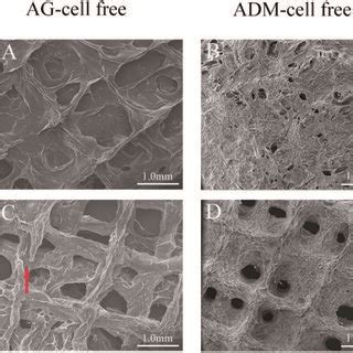 The Sem Images Of The Scaffolds Of Ag Cell Free Group And Adm Cell Free