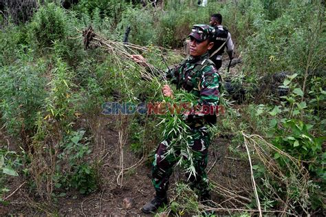 Foto Tim Gabungan Musnahkan 1 5 Hektare Ladang Ganja Di Aceh